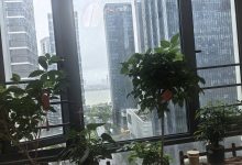 江窗伴绿，桂香盈室-依林