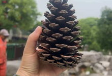【回老师的话】：感念师恩，静待少年缓缓成长-依林